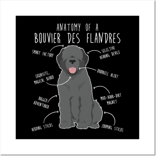 Bouvier Des Flandres Grey Dog Anatomy Posters and Art